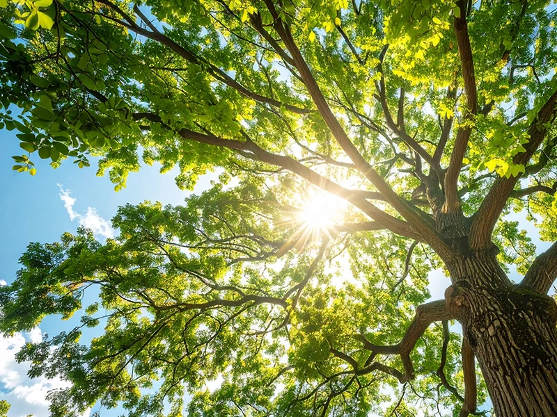 マリモの福祉の沿革