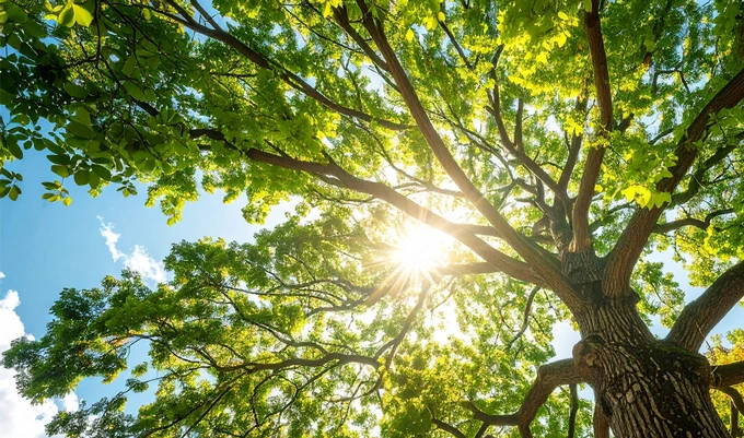 マリモの福祉の沿革のイメージ画像