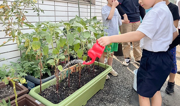 野菜を育てている様子